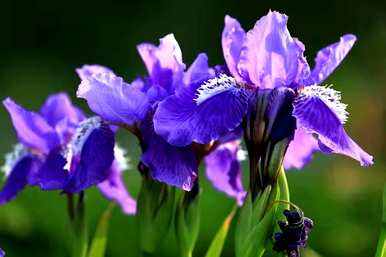什么花语最惊艳，白色洋桔梗花的花语？