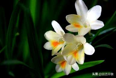 香雪兰种球花期后的管理，香雪兰花期有多长