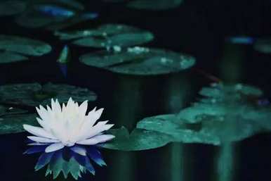 睡莲的花语和寓意，睡莲经典语录