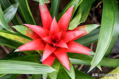 如何栽培菠萝，红星菠萝栽培方法