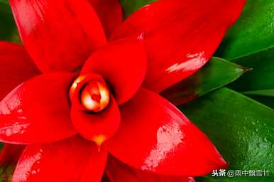 如何栽培菠萝，红星菠萝栽培方法
