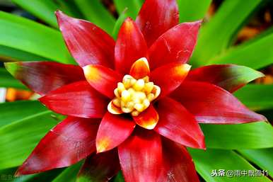 如何栽培菠萝，红星菠萝栽培方法
