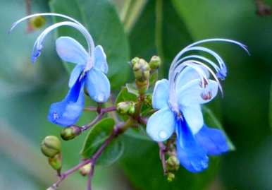 仙客来的花语和寓意是什么意思？仙客来花语是什么意思？