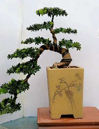十月开花的花有什么名字，十月开花的花有什么名字？