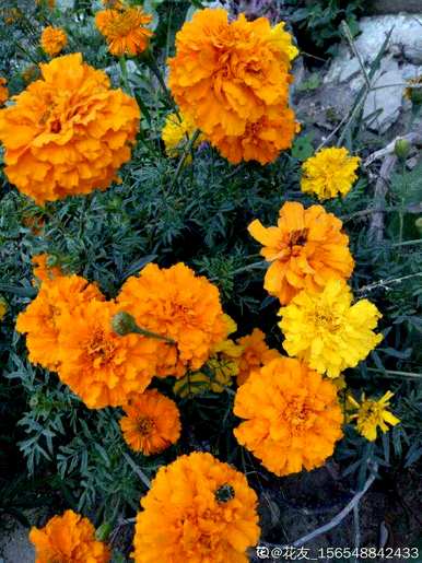 十月开花的花有什么名字，十月开花的花有什么名字？