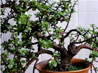 如何种植大叶玉树盆栽，如何种植大叶玉树盆景