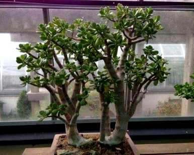 如何种植大叶玉树盆栽，如何种植大叶玉树盆景