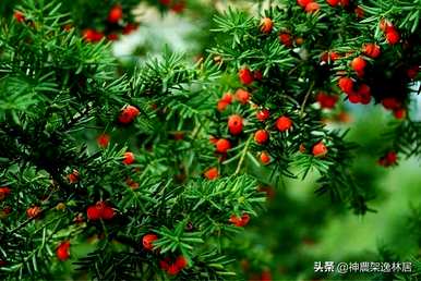 好漂亮的杉树盆景视频，盆景杉树的种类有哪些？