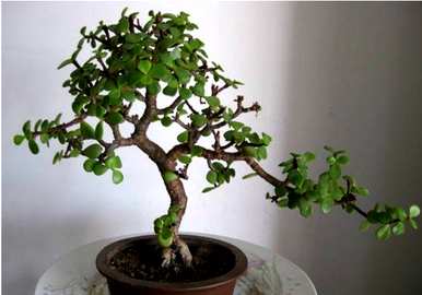 如何种植大叶玉树盆栽，如何种植大叶玉树盆景