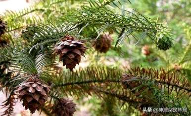 好漂亮的杉树盆景视频，盆景杉树的种类有哪些？
