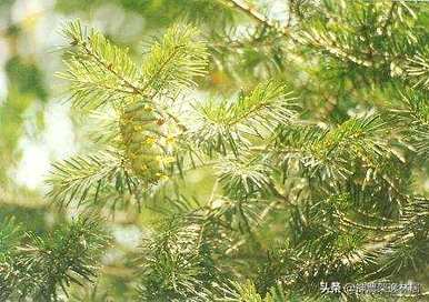 好漂亮的杉树盆景视频，盆景杉树的种类有哪些？