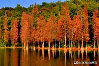 好漂亮的杉树盆景视频，盆景杉树的种类有哪些？