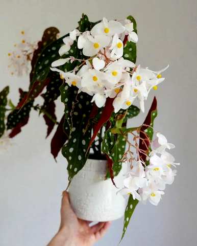 哪些花适合盆栽，哪些花适合盆栽过冬花