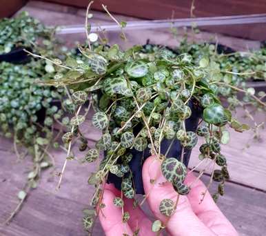 哪些花适合盆栽，哪些花适合盆栽过冬花