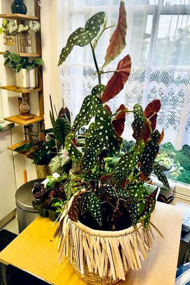哪些花适合盆栽，哪些花适合盆栽过冬花