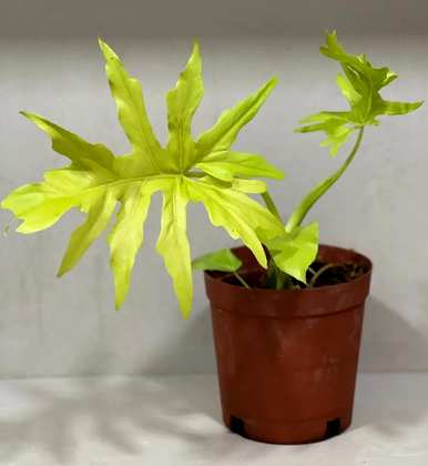哪些花适合盆栽，哪些花适合盆栽过冬花