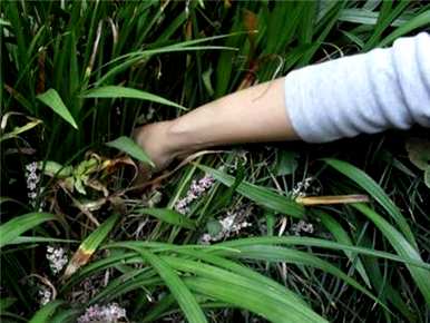 鍏拌姳鍐ぉ娴囨按鍙ｈ兰花怎么浇水？