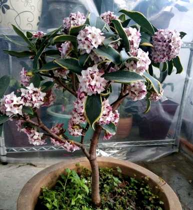瑞香花养了一年，终于开花了。瑞香花好养吗？