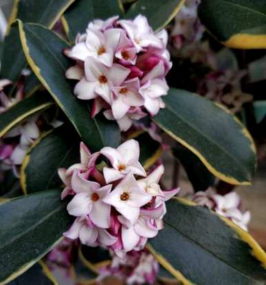 瑞香花养了一年，终于开花了。瑞香花好养吗？