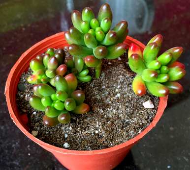 什么样的土壤种植多肉最好，什么样的土壤种植多肉？