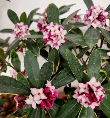 瑞香花养了一年，终于开花了。瑞香花好养吗？