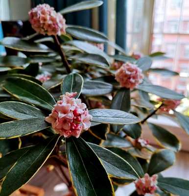 瑞香花养了一年，终于开花了。瑞香花好养吗？