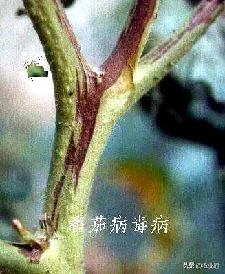 如何栽培西红柿，如何栽培圣果西红柿