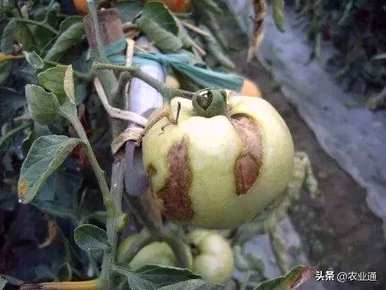 如何栽培西红柿，如何栽培圣果西红柿