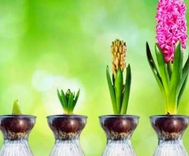 如何种植风信子，如何种植风信子