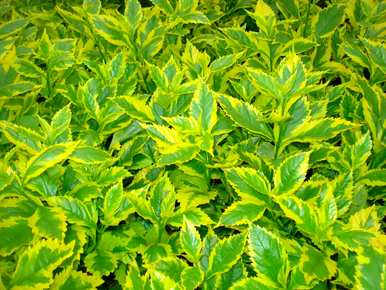 常见的豆科植物有哪些？豆科植物全图