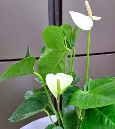 什么花适合在家里养，什么花适合在家里花瓶里养