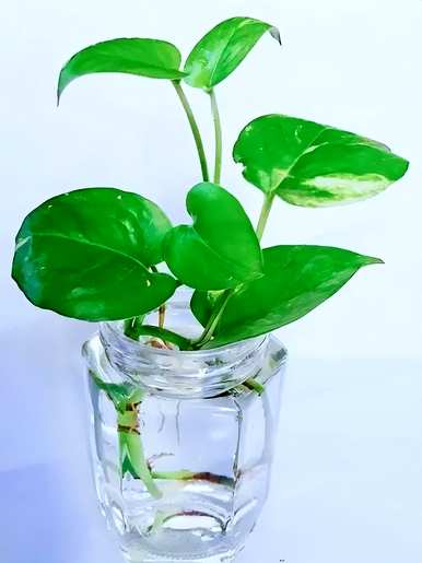 什么花适合在家里养，什么花适合在家里花瓶里养