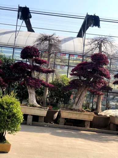 如何保养红继木盆景？红花继木小盆景造型