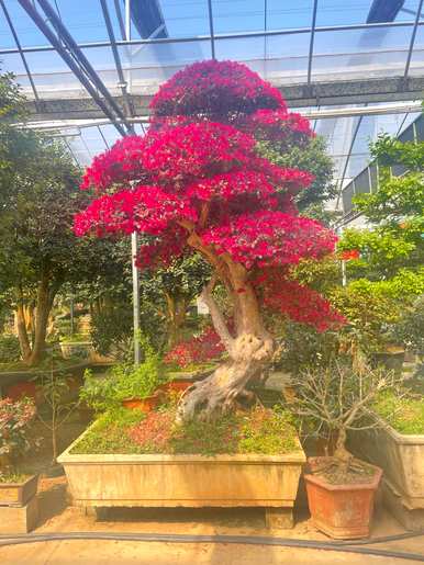 如何保养红继木盆景？红花继木小盆景造型