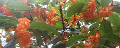 嫁接桂花能长多高？什么时候嫁接桂花？