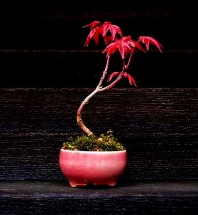 红枫扦插种植方法，红枫盆景养殖方法