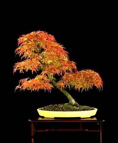 红枫扦插种植方法，红枫盆景养殖方法