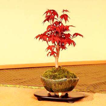 红枫扦插种植方法，红枫盆景养殖方法
