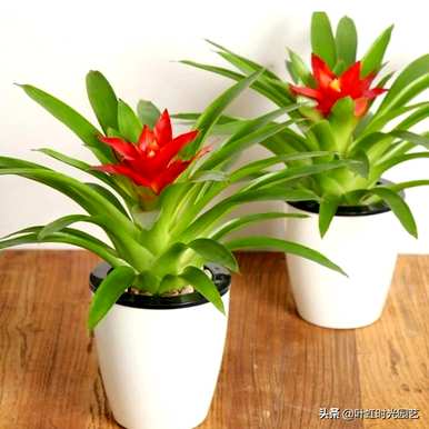 菠萝花怎么养才能开花，菠萝花当头开花？