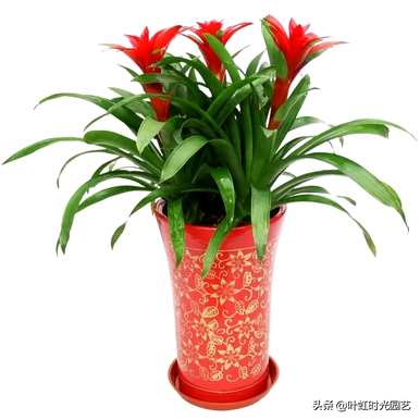 菠萝花怎么养才能开花，菠萝花当头开花？