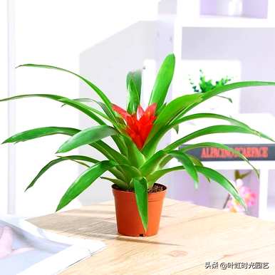 菠萝花怎么养才能开花，菠萝花当头开花？