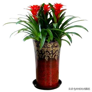 菠萝花怎么养才能开花，菠萝花当头开花？