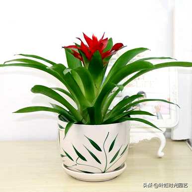 菠萝花怎么养才能开花，菠萝花当头开花？