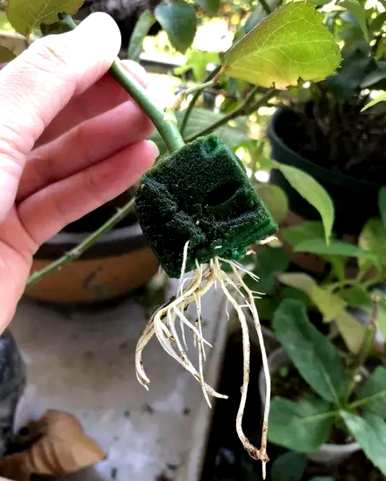 如何用水扦插月季花，如何用水扦插月季花
