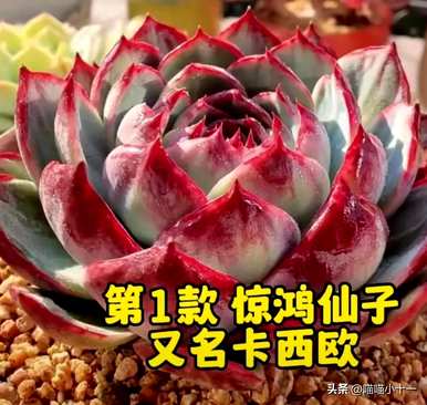 什么样的肉最好看，哪个品种的包菜肉最好看？