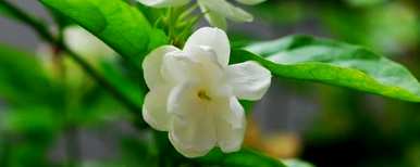 茉莉花怎么养，茉莉花怎么养，用什么肥料？