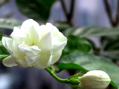 茉莉花怎么养，茉莉花怎么养，用什么肥料？