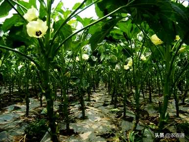 黄秋葵种鸡粪好吗？黄秋葵种植方法有哪些？