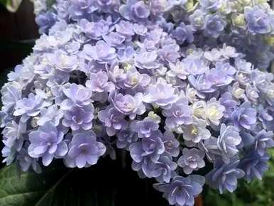 绣球花品种适合阳台种，绣球花的名贵品种有哪些？