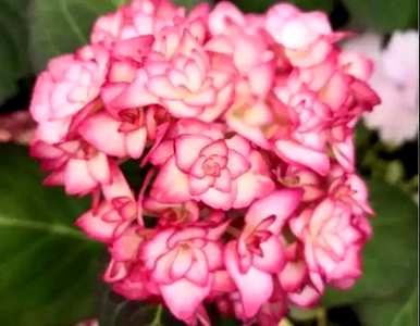 绣球花品种适合阳台种，绣球花的名贵品种有哪些？